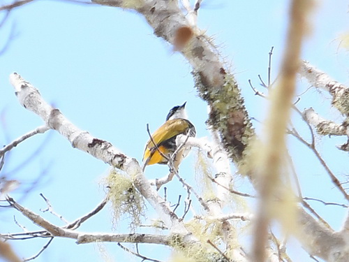Scaly-breasted Bulbul