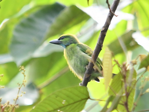 Yellow-crowned Barbet