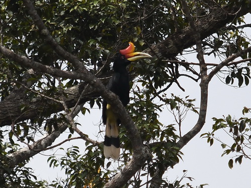 Rhinoceres Hornbill