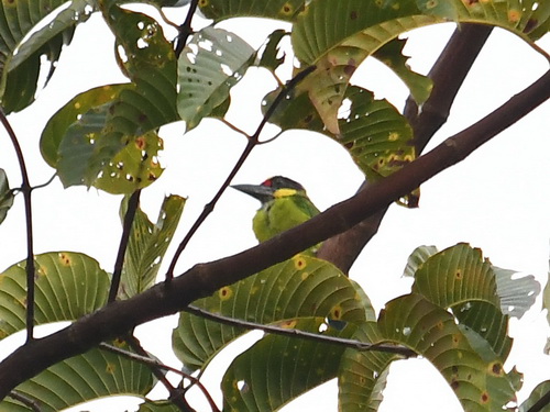 Gold-whiskered Barbet