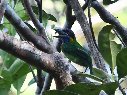 Red-crowned Barbet