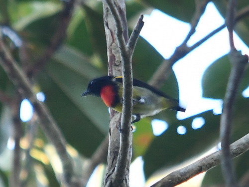 Scarlet-breasted Flowerpecker