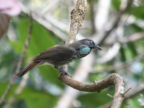 Chestnut-rumped Babbler