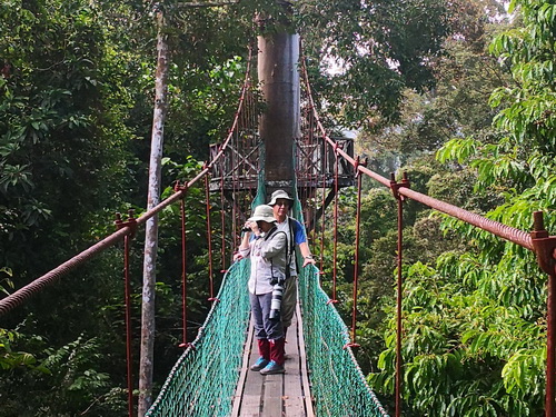 Canopy walk
