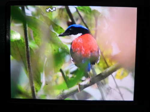 Blue-headed Pitta