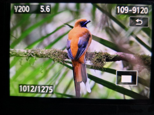 Whitehead's Trogon 
