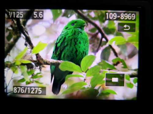 Whitehead's Broadbill