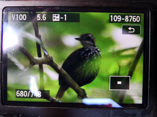 Bornean Wren-babbler