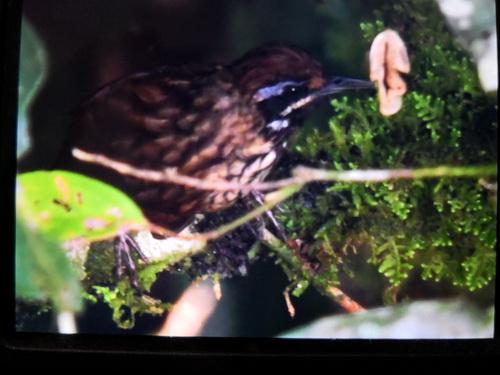 Black-throated Wren-babbler