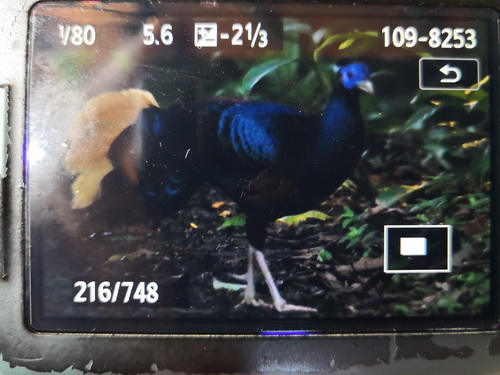 Bornean Crested Fireback