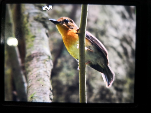 Bornean Blue Flycatcher (Female)