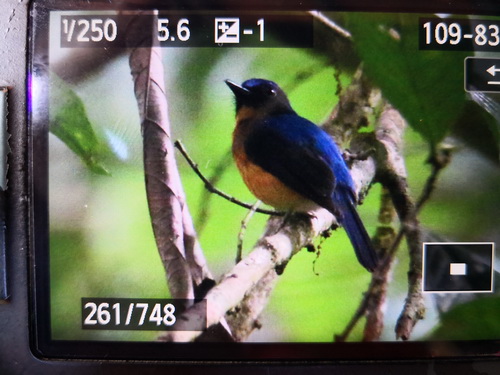 Large-billed Blue Flycatcher 