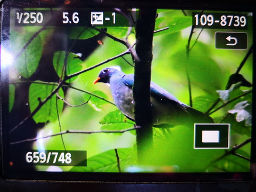 Jambu Fruit Dove 