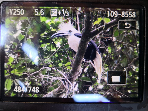 White-crowned Hornbill