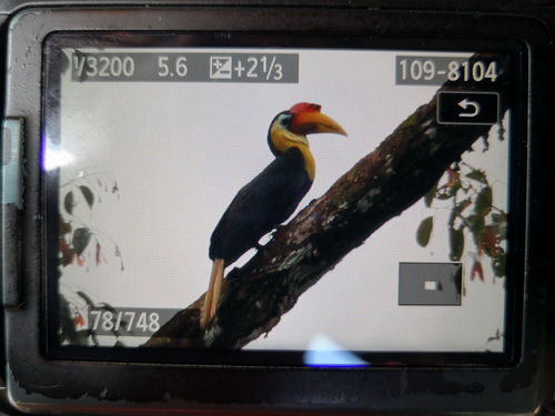 Wrinkled Hornbill