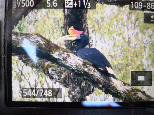 Rhinoceres Hornbill