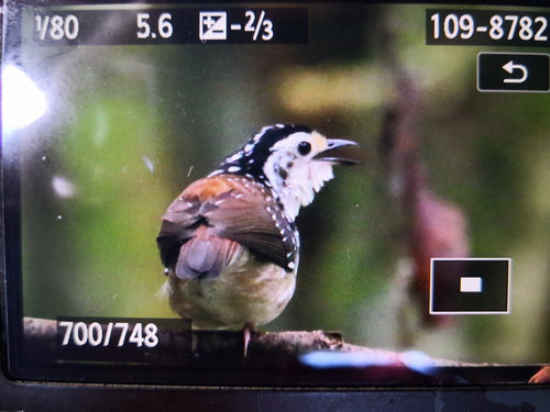 Striped Wren-babbler