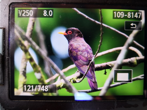 Violet Cuckoo