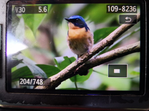 Bornean Blue Flycatcher 