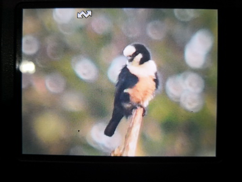 White-fronted Falconet