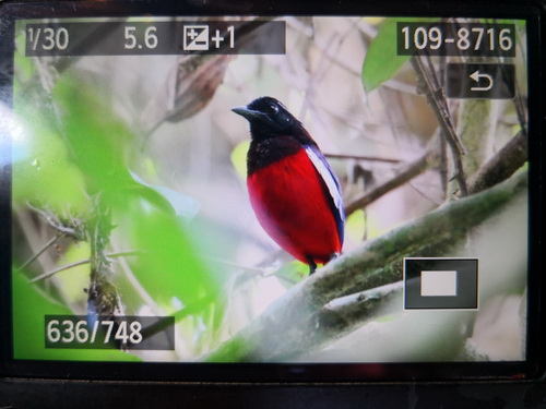 Black-headed Pitta