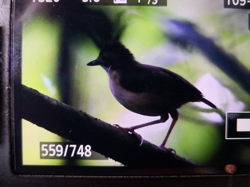 Short-tailed Babbler