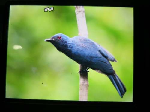Maroon-breasted Philentoma