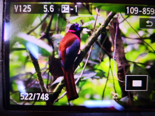 Diard's Trogon