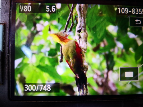 Checker-throated Woodpecker