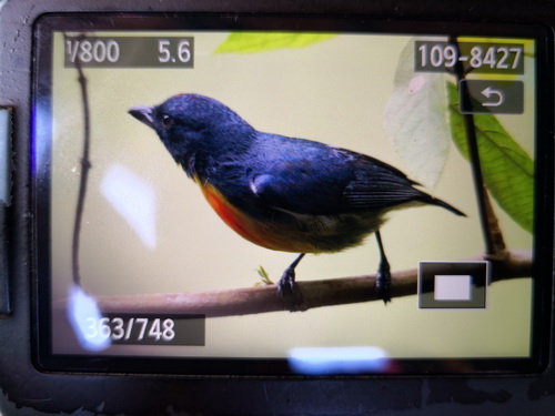 Yellow-rumped Flowerpecker