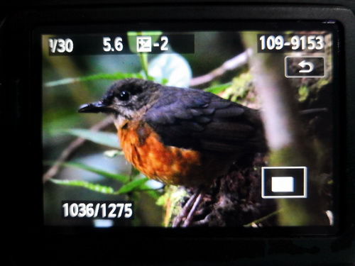 Everett's Thrush