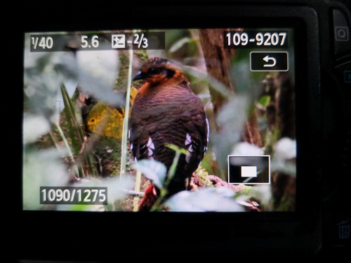 Red-breasted Partridge