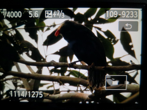 Bare-headed Laughingthrush