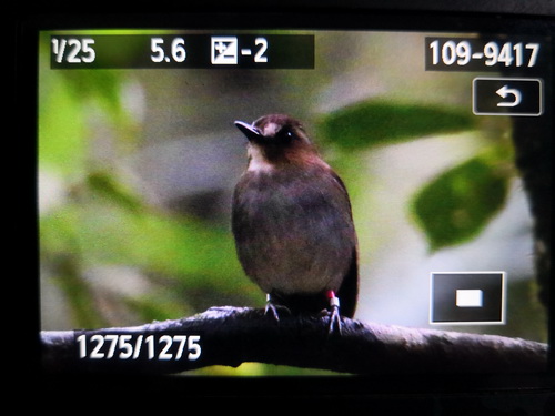 Eyebrowed Jungle Flycatcher