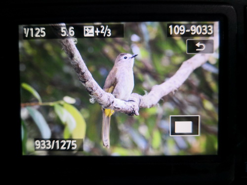 Pale-faced Bulbul