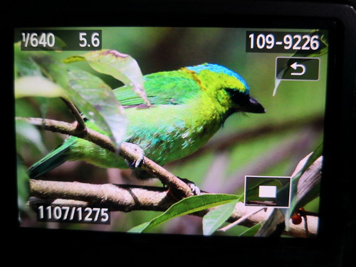 Golden-naped Barbet