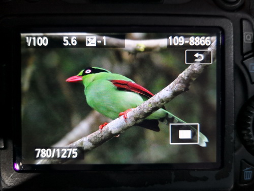 Short-tailed Green Magpie