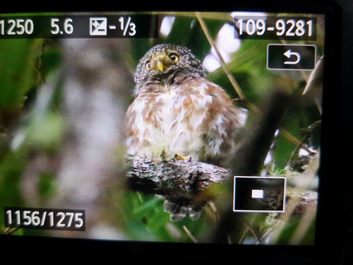 Sunda Collared Owlet