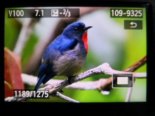 Bornean Flowerpecker