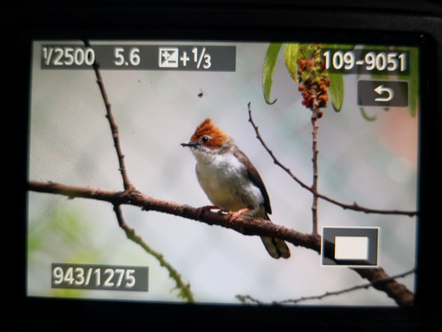Chestnut-crested Yuhina
