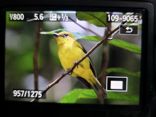 Bornean Whistler