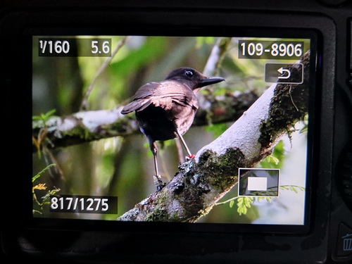 Bornean Whistling Thrush