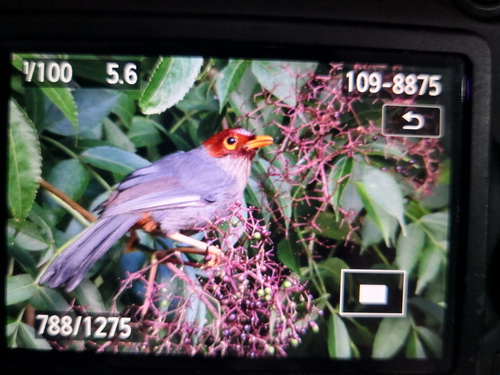 Chestnut-hooded Laughingthrush