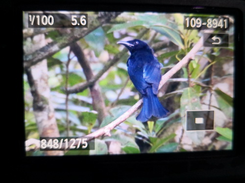 Bornean Spangled Drongo