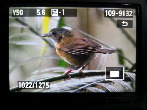 Temminck's Babbler