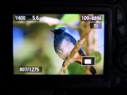 Indigo Flycatcher