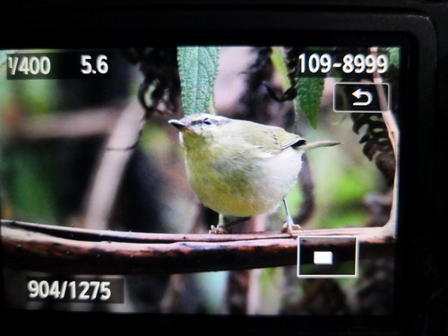 Mountain Leaf Warbler