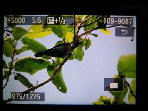 Sunda Cuckoo-shrike