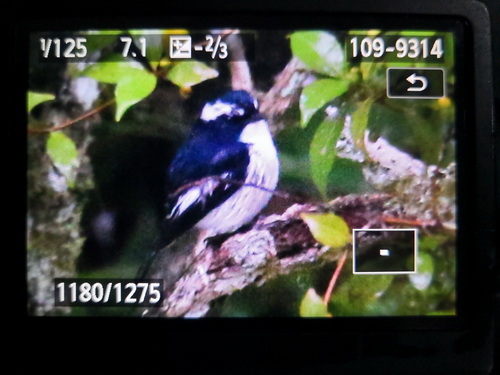 Little Pied Flycatcher