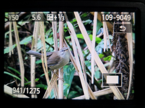 Sunda Bush Warbler